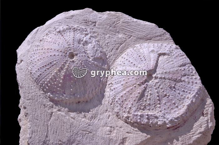 Oursins fossiles (Tripneustes parkinsoni, Miocène) - gryphea.org